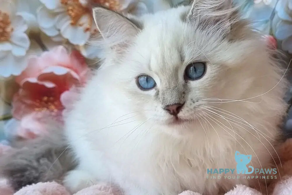 Snowy Siberian female blue tabby pointed with white live animals
