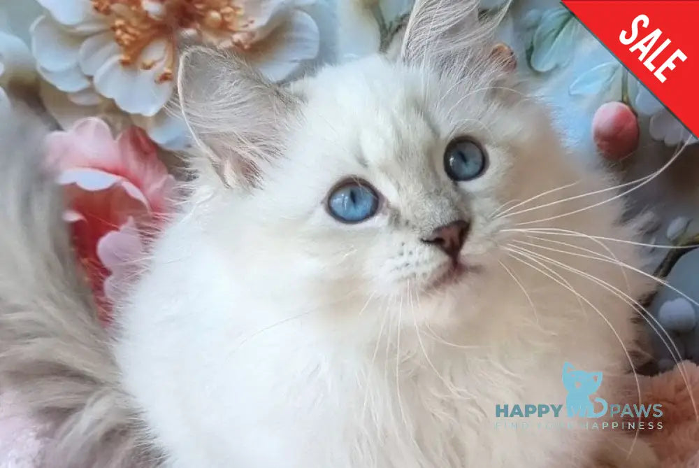 Snowy Siberian female blue tabby pointed with white live animals