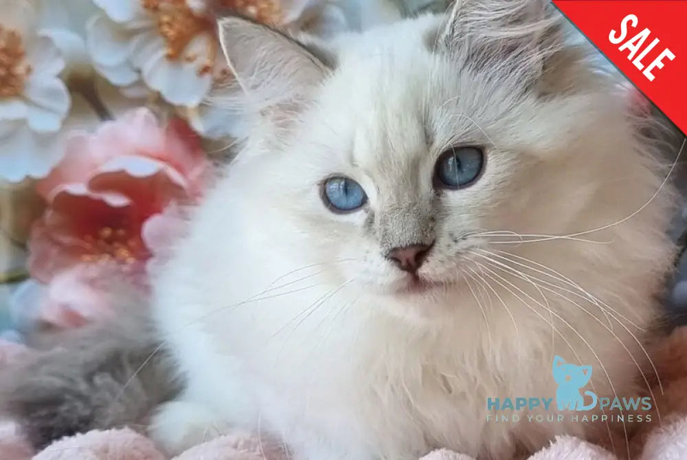 Snowy Siberian female blue tabby pointed with white live animals