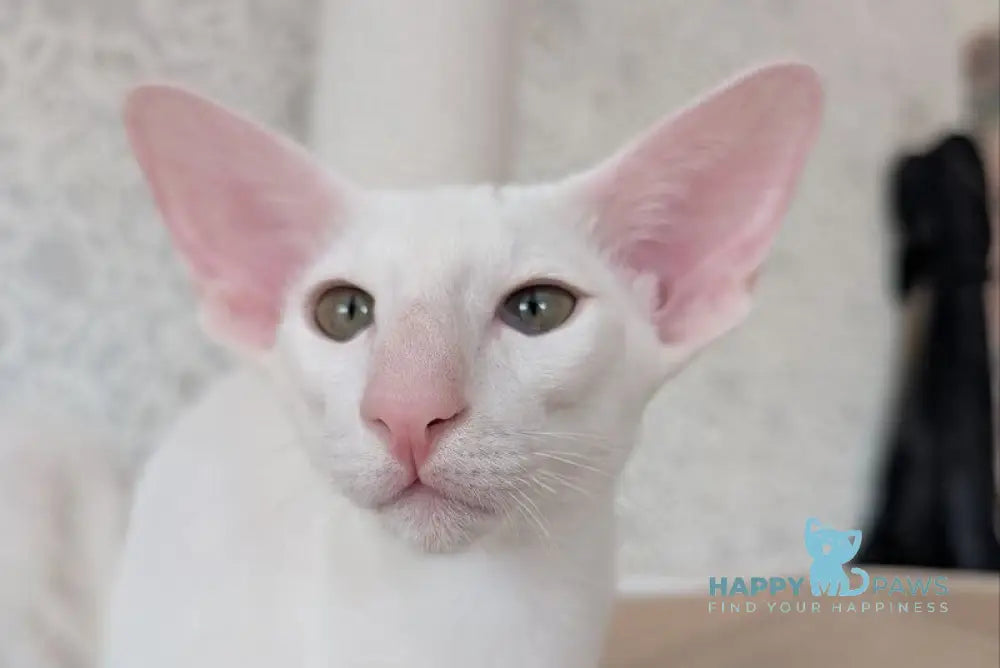 Snuppi Oriental Shorthair male white - live animals