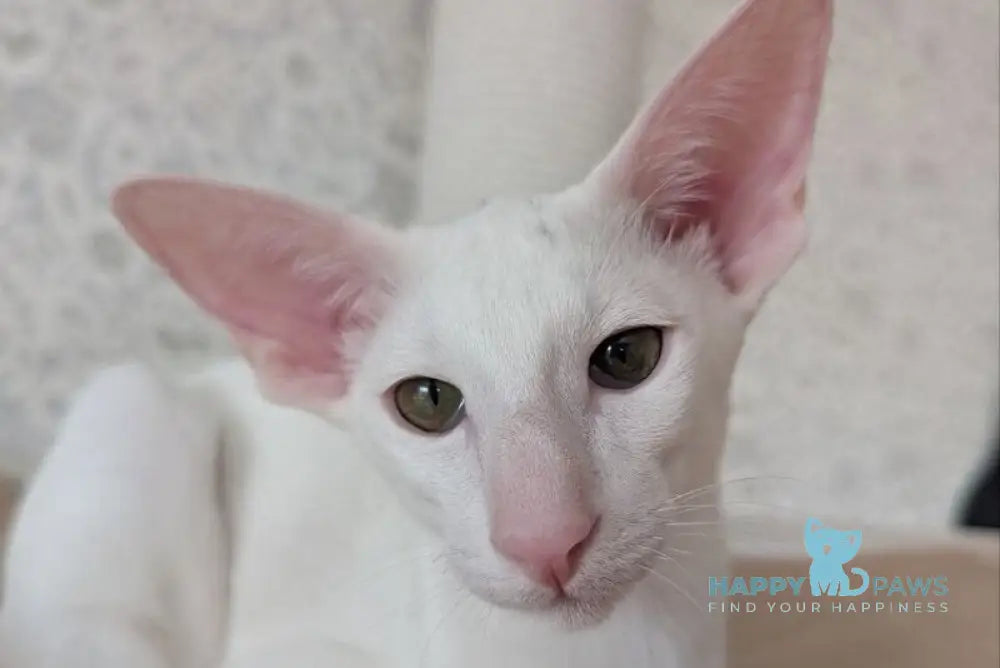 Snuppi Oriental Shorthair male white - live animals