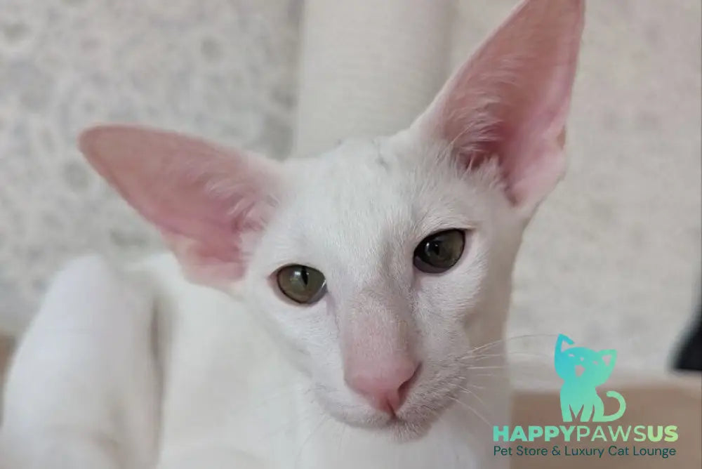 Snuppi Oriental Shorthair male white - live animals