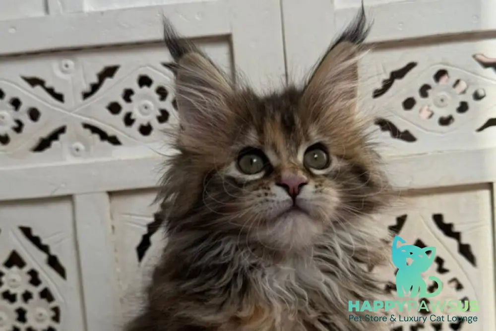 Sofa Maine Coon female black tortie with white live animals