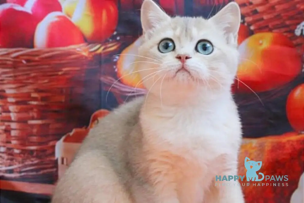 Sofi British Shorthair female blue golden shaded live animals