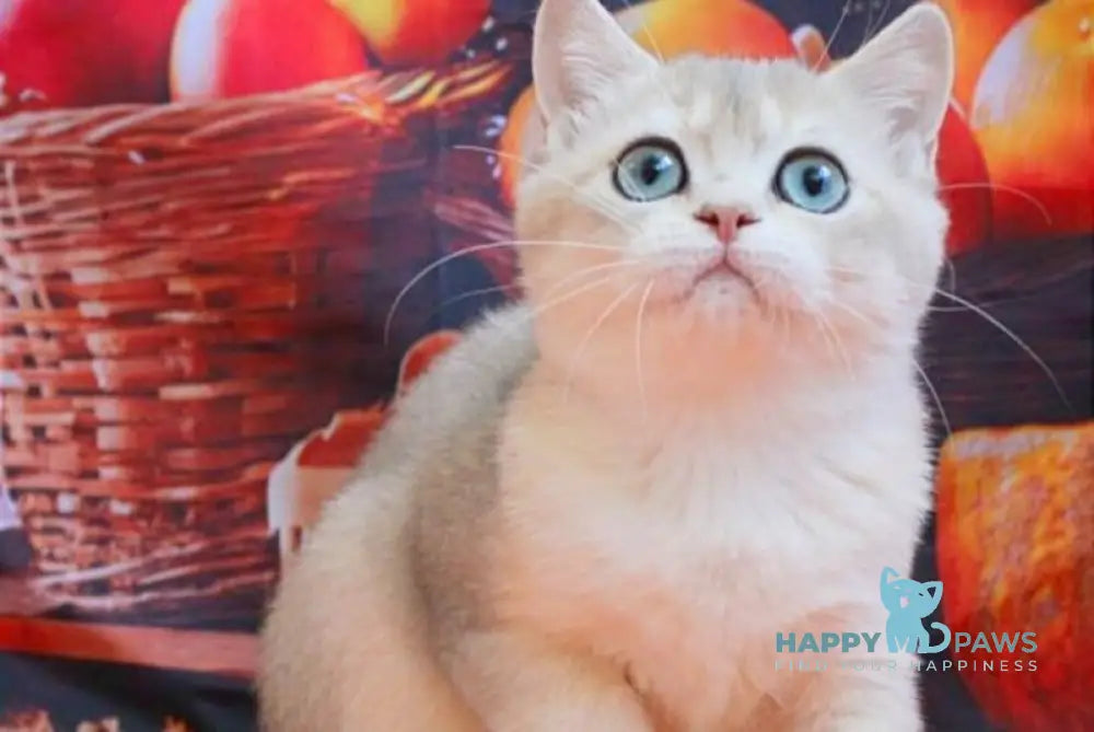 Sofi British Shorthair female blue golden shaded live animals