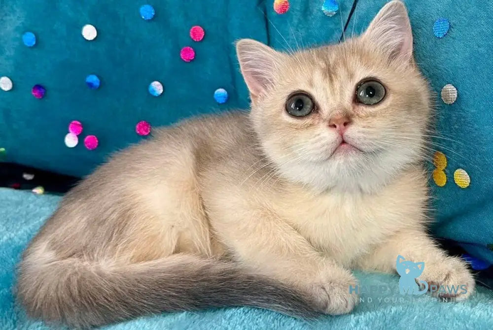 Sofi British Shorthair female blue golden shaded live animals