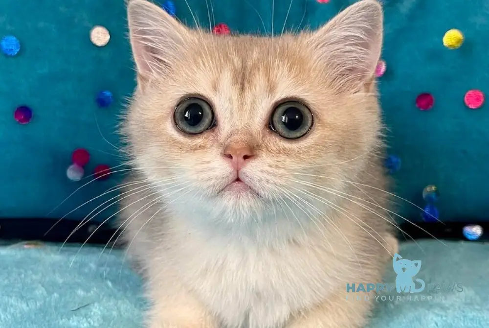 Sofi British Shorthair female blue golden shaded live animals