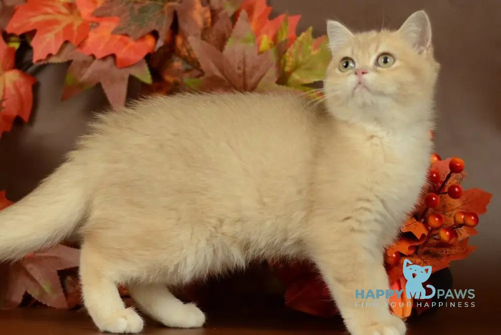 Sofi British Shorthair female lilac golden chinchilla live animals