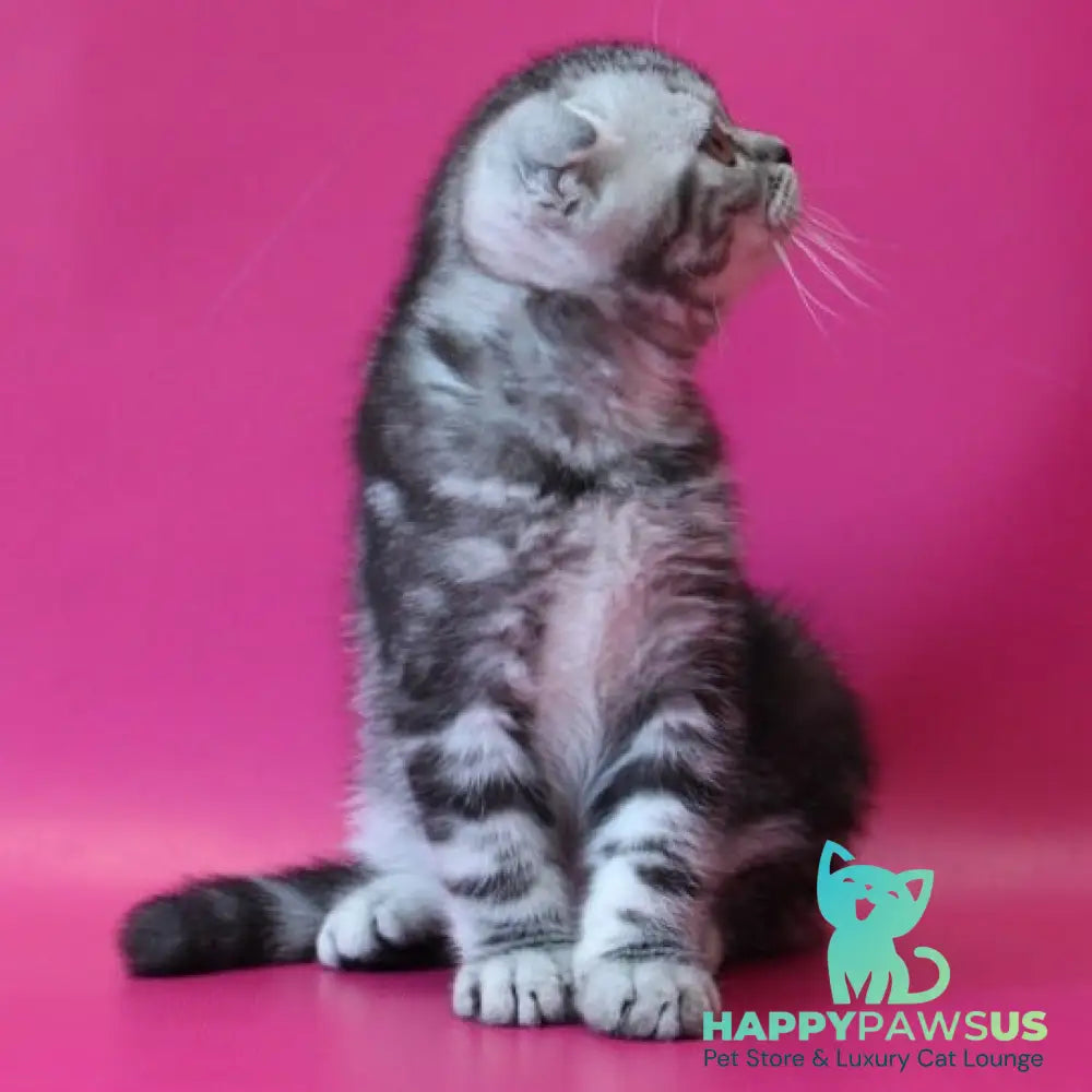 Sofi Scottish Fold female black silver tabby - live animals