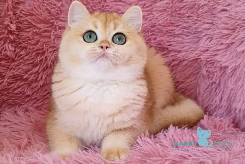 Sofia British Shorthair female black golden chinchilla live animals