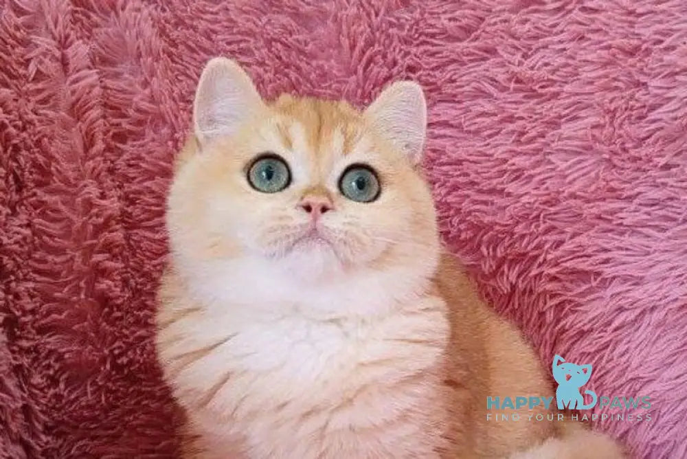 Sofia British Shorthair female black golden chinchilla live animals