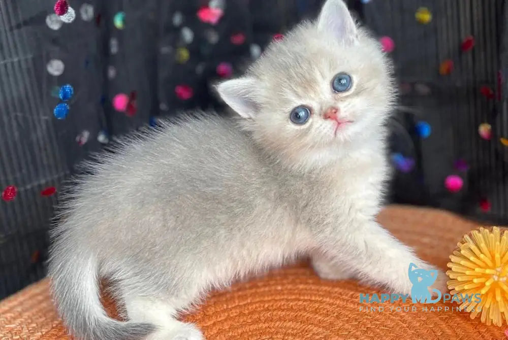 Sofia British Shorthair female blue golden shaded live animals
