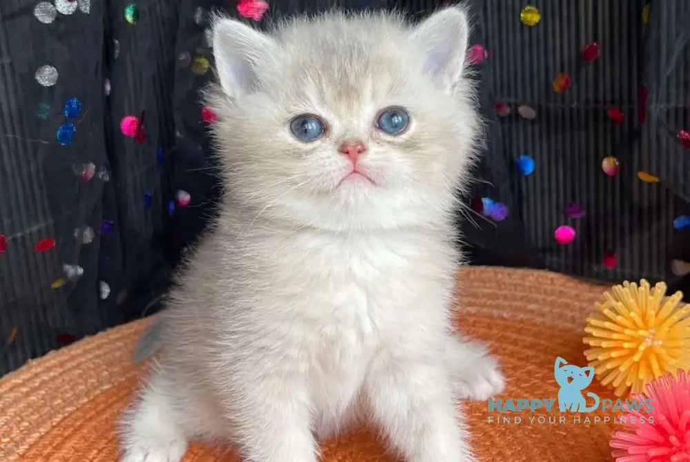 Sofia British Shorthair female blue golden shaded live animals