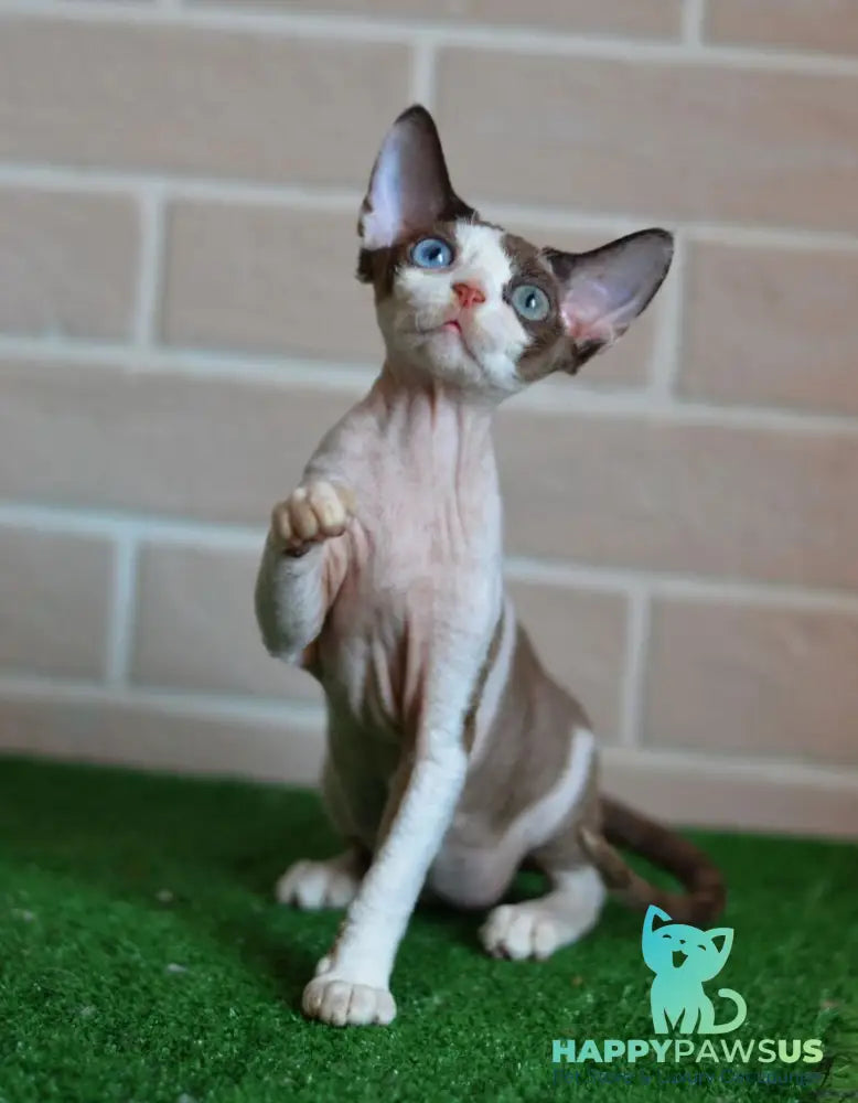 Sofia Devon Rex female chocolate bicolour - live animals