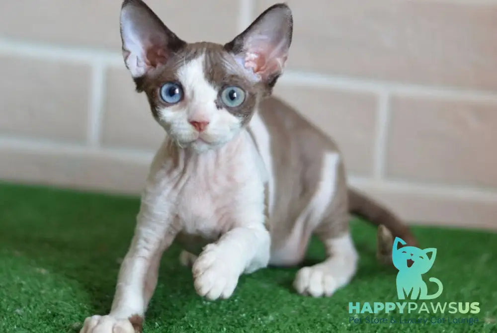 Sofia Devon Rex female chocolate bicolour - live animals