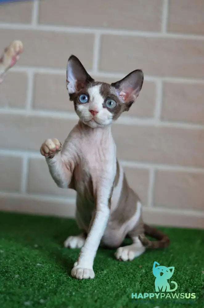 Sofia Devon Rex female chocolate bicolour - live animals