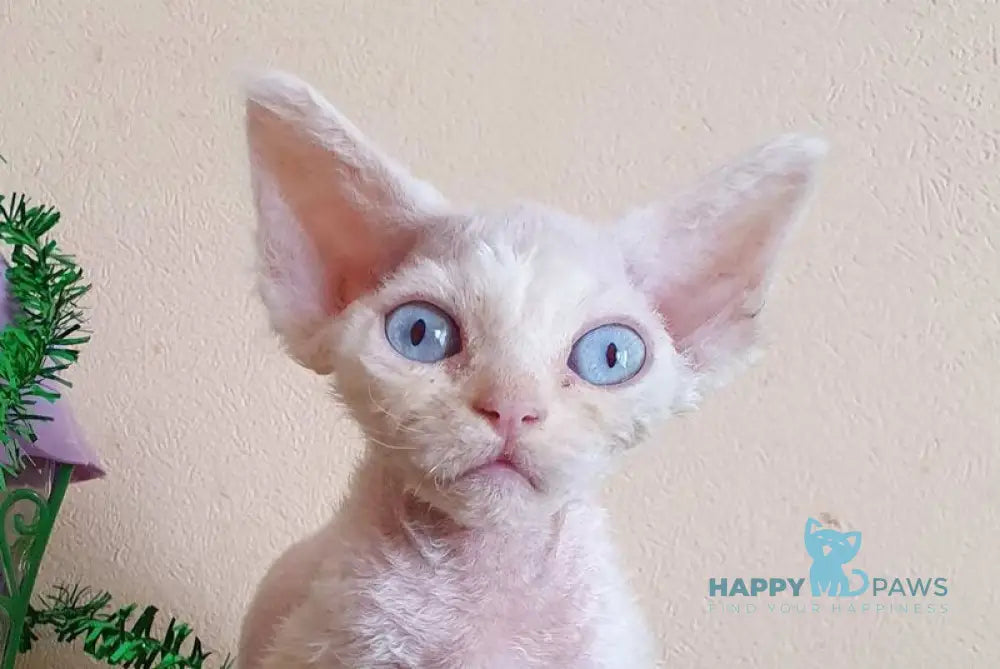 Sofia Devon Rex female white live animals