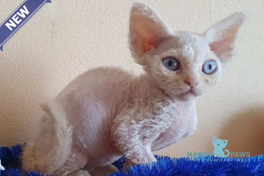 Sofia Devon Rex female white live animals