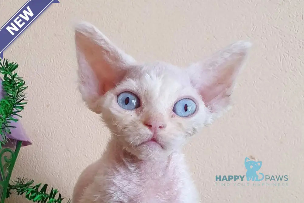Sofia Devon Rex female white live animals