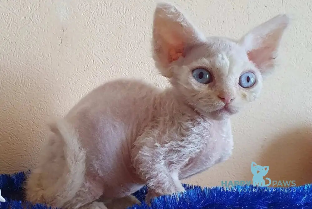 Sofia Devon Rex female white live animals