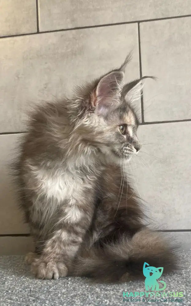 Sofia Maine Coon polydactyl female black tortie silver tabby - live animals