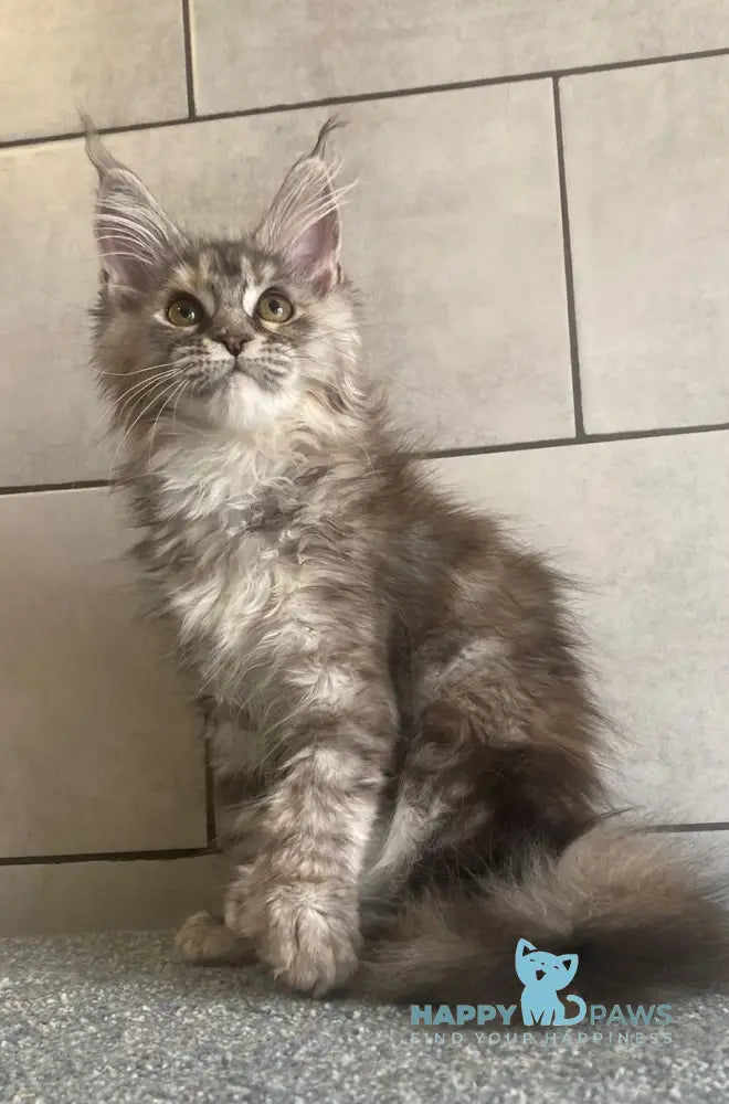 Sofia Maine Coon polydactyl female black tortie silver tabby - live animals