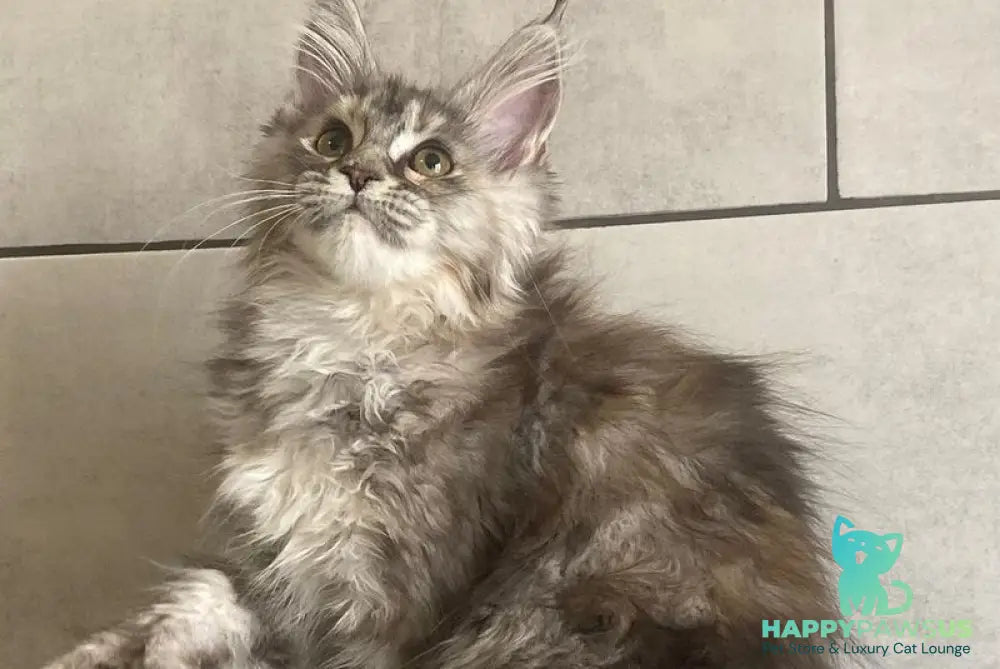 Sofia Maine Coon polydactyl female black tortie silver tabby - live animals
