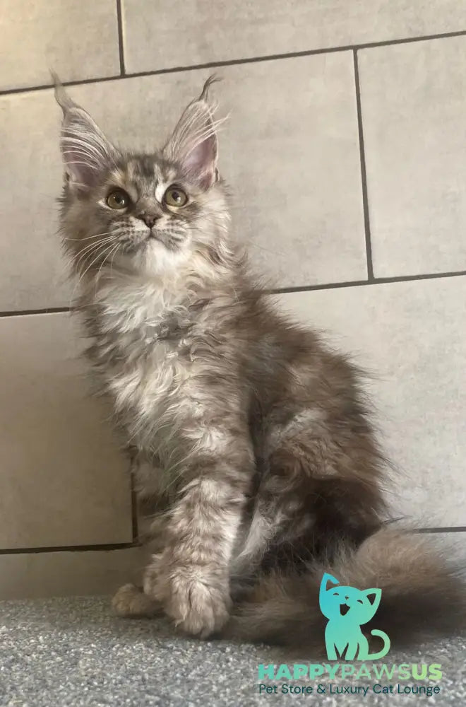 Sofia Maine Coon polydactyl female black tortie silver tabby - live animals