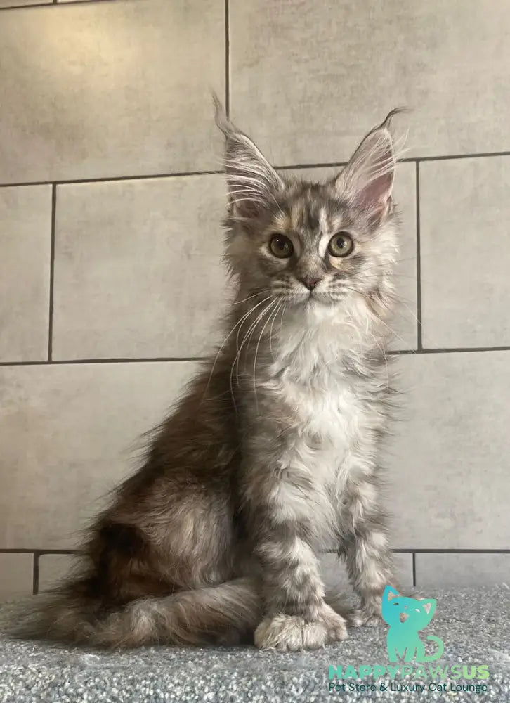 Sofia Maine Coon polydactyl female black tortie silver tabby - live animals