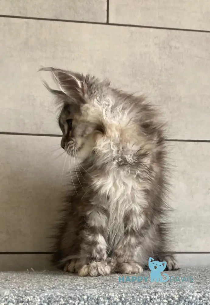 Sofia Maine Coon polydactyl female black tortie silver tabby - live animals