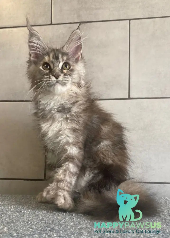 Sofia Maine Coon polydactyl female black tortie silver tabby - live animals