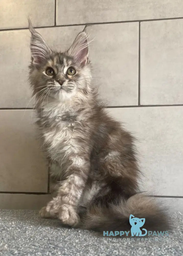 Sofia Maine Coon polydactyl female black tortie silver tabby - live animals