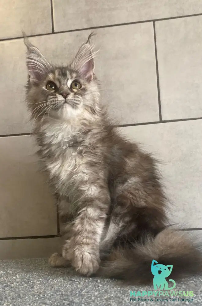 Sofia Maine Coon polydactyl female black tortie silver tabby - live animals