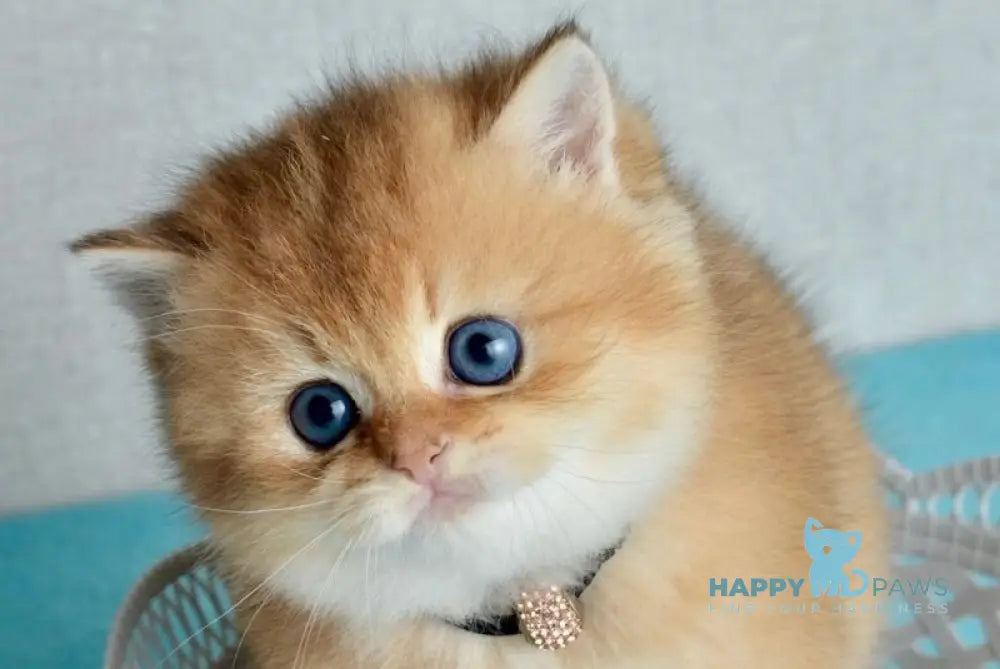 Sofie British Shorthair female black golden shaded - live animals
