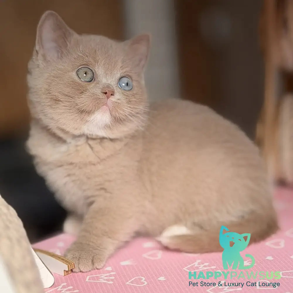 Soleil British Shorthair female fawn with white - live animals