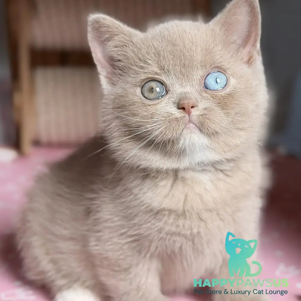 Soleil British Shorthair female fawn with white - live animals