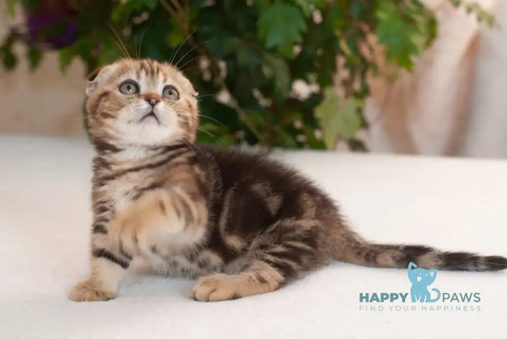 Soloha Munchkin female brown tabby live animals
