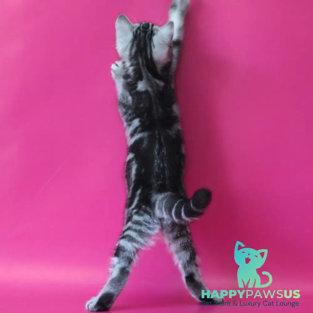 Solomiya Scottish Straight female black silver tabby - live animals