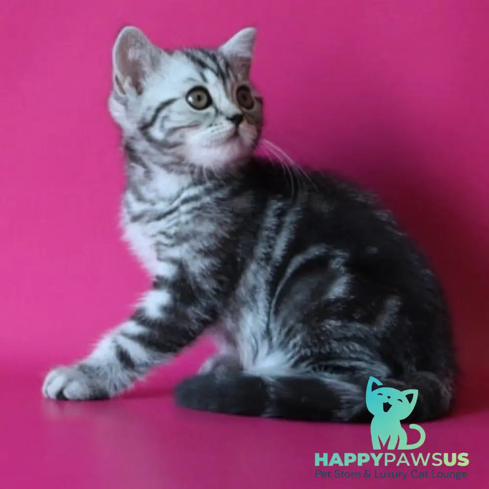 Solomiya Scottish Straight female black silver tabby - live animals