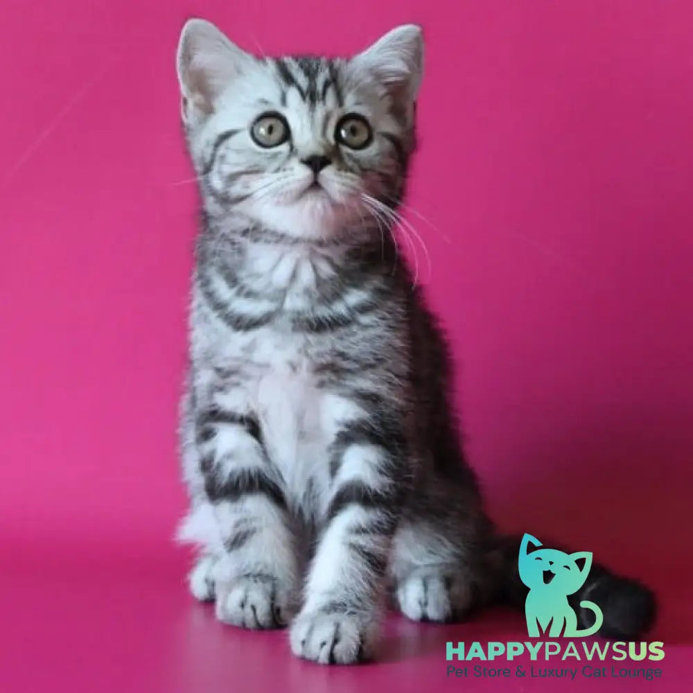 Solomiya Scottish Straight female black silver tabby - live animals