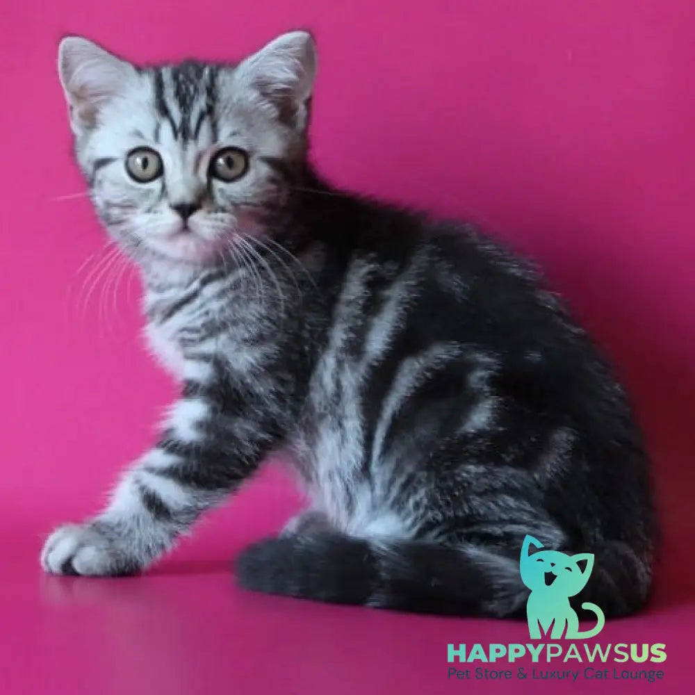 Solomiya Scottish Straight female black silver tabby - live animals