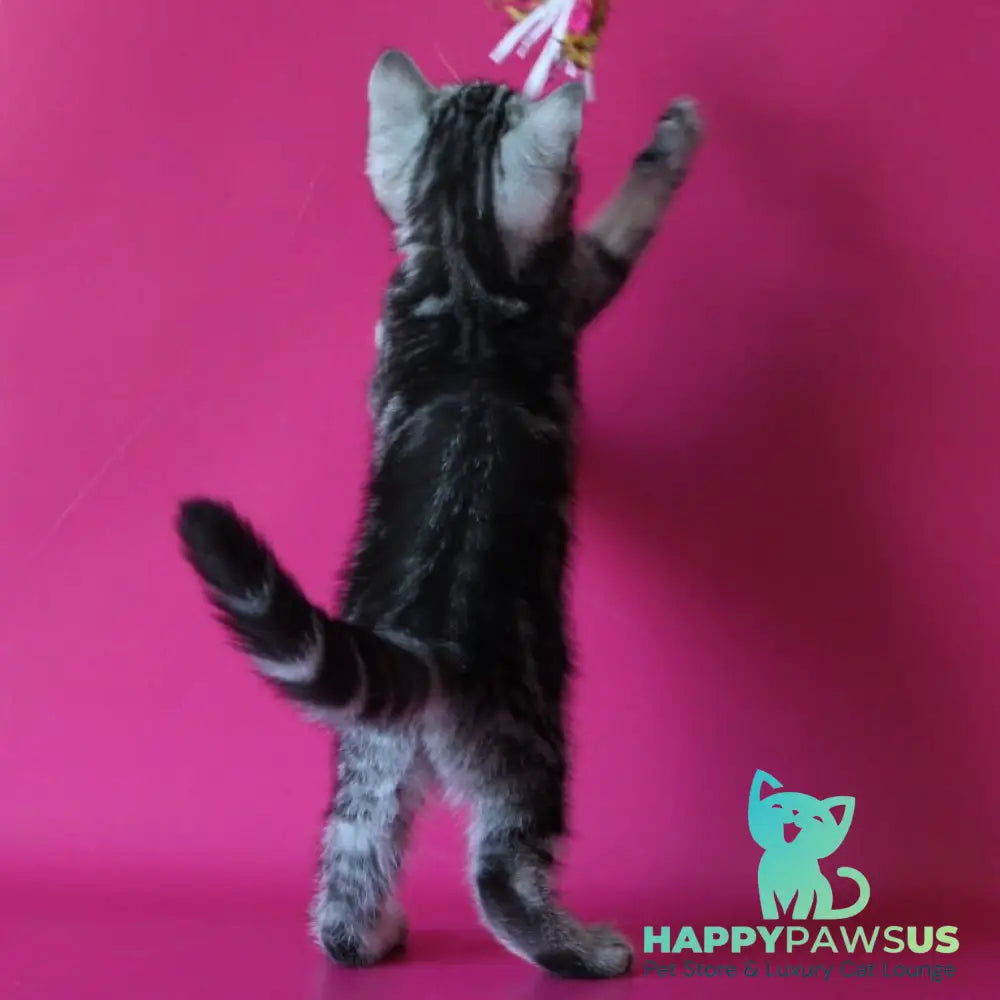 Solomiya Scottish Straight female black silver tabby - live animals
