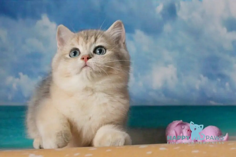 Solomon British Shorthair male blue golden shaded live animals