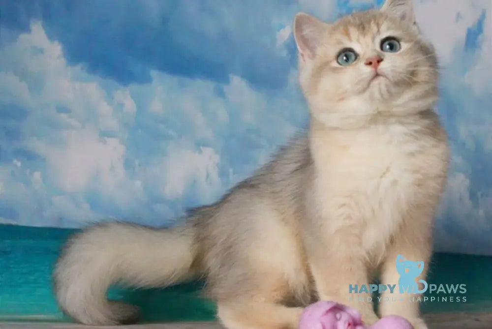 Solomon British Shorthair male blue golden shaded live animals