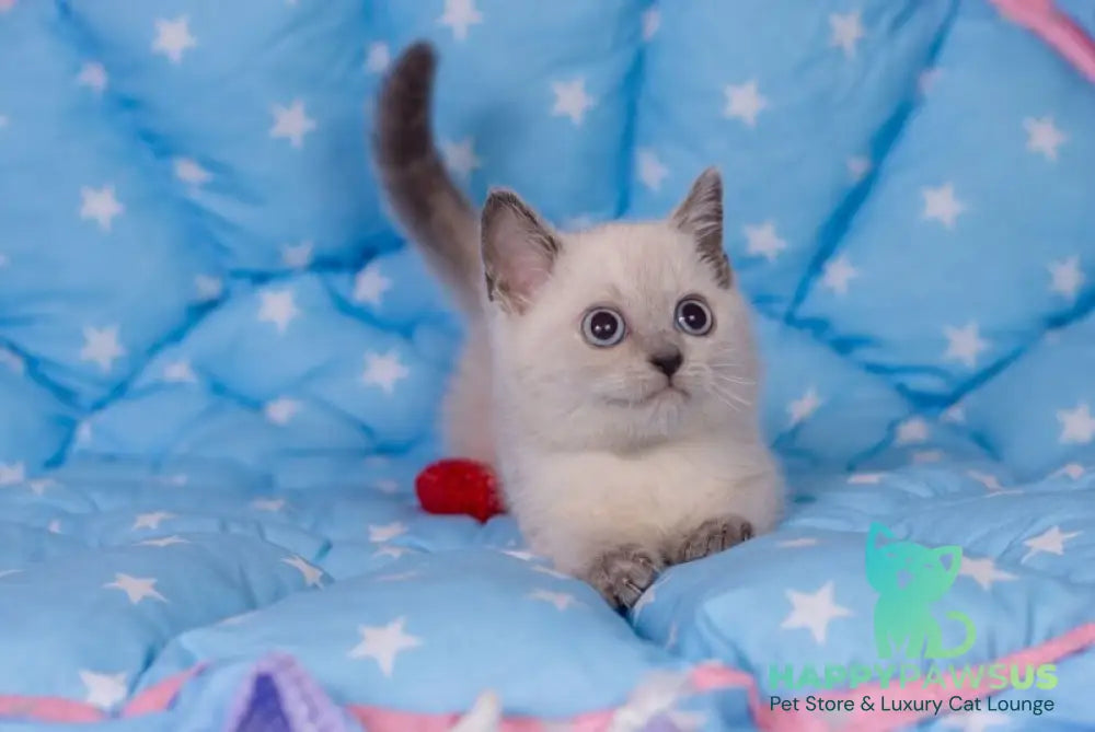 Solomon British Shorthair male blue pointed live animals