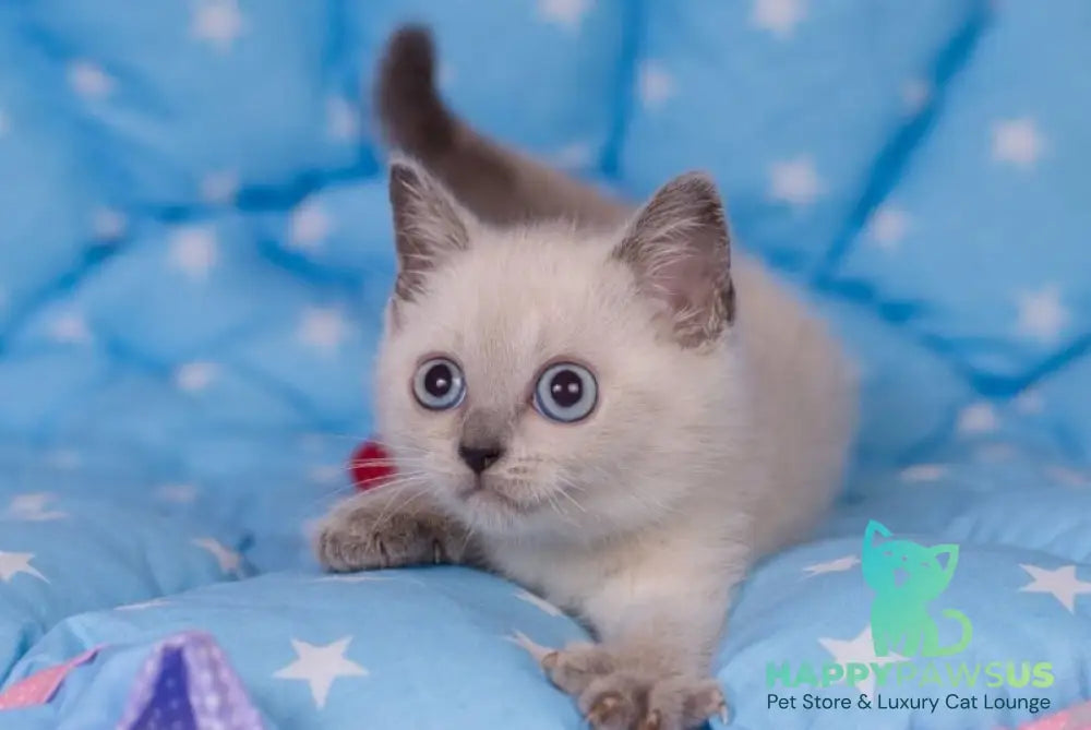 Solomon British Shorthair male blue pointed live animals