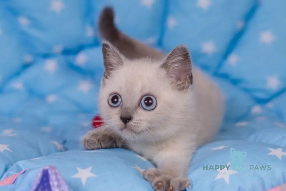 Solomon British Shorthair male blue pointed live animals