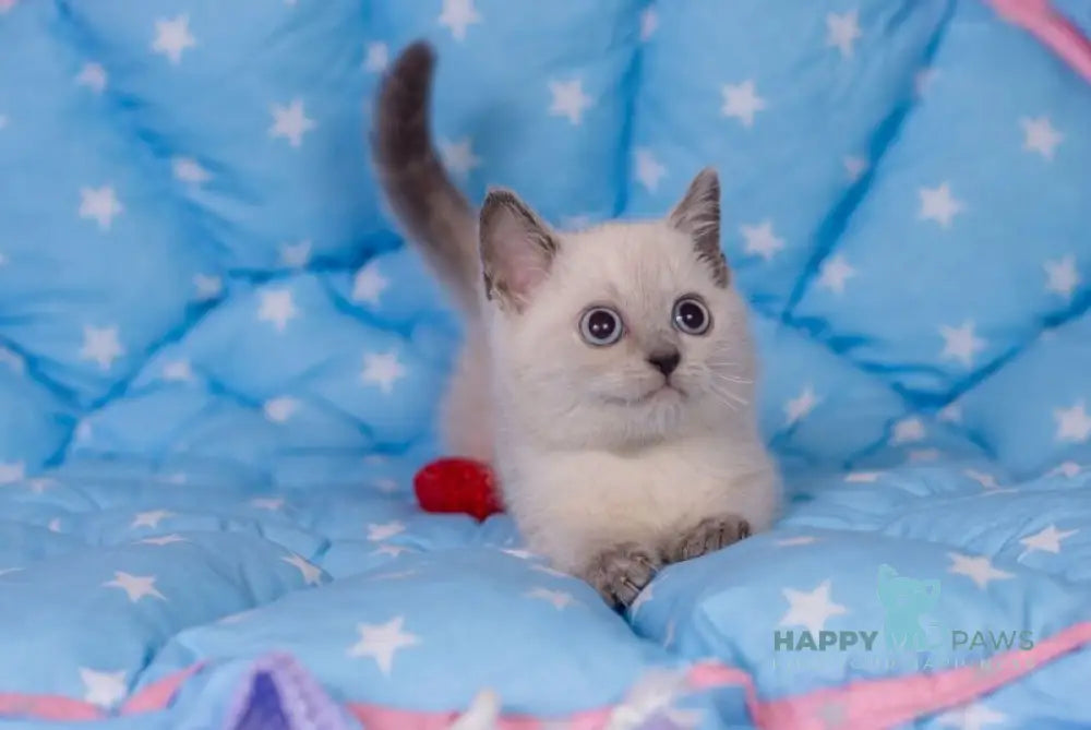 Solomon British Shorthair male blue pointed live animals