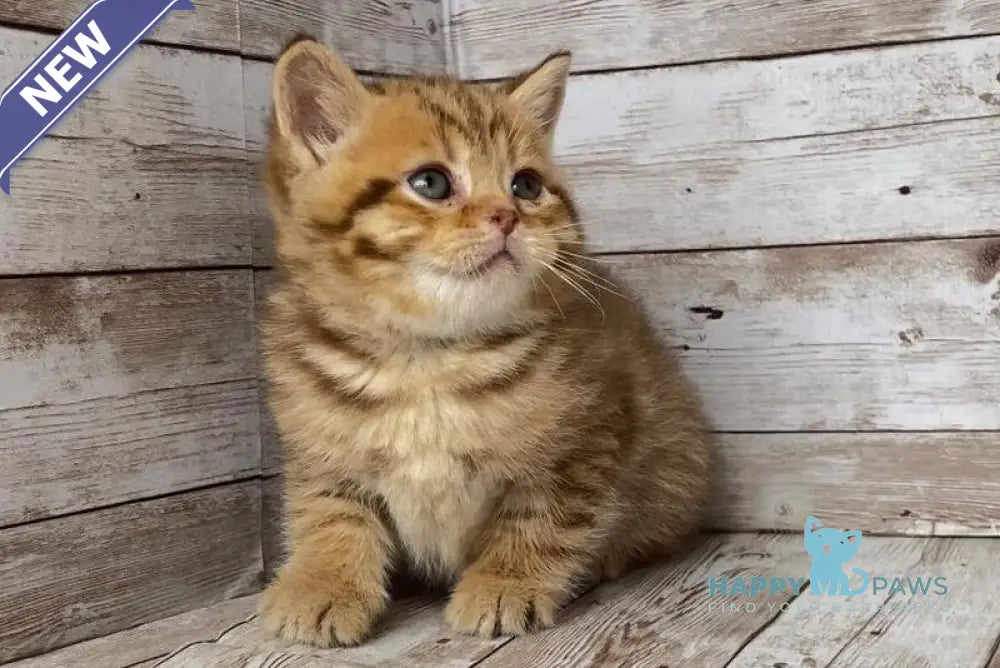 Solomon British Shorthair male chocolate spotted tabby live animals