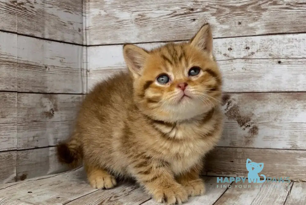 Solomon British Shorthair male chocolate spotted tabby live animals
